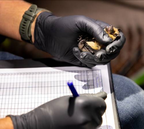 Onderzoeker houdt vleermuis vast en noteert met andere hand gegevens.